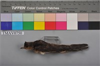 藏品(洋燕)的圖片